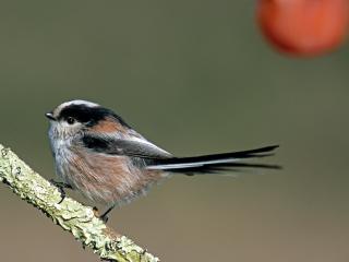 Photo d'un oiseau à la Prairie Clémenceau